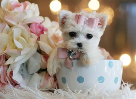 ♥♥♥ Teacup Maltese ♥♥♥ Bring This Perfect Baby Home Today Call