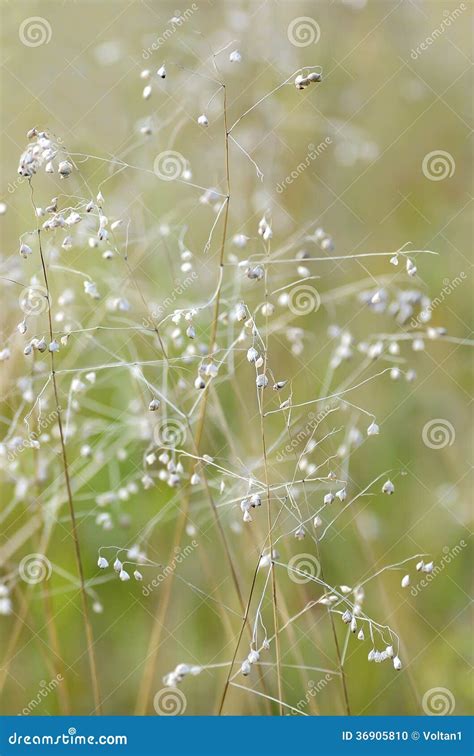 High Grass Flowering Stock Photo Image Of Wild Season 36905810