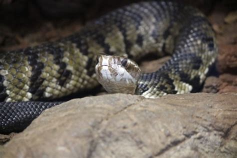 View Of A Snake Free Stock Photo Public Domain Pictures