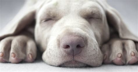 How Much Do Puppies Sleep Furtropolis