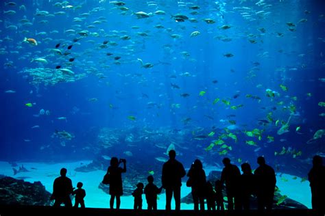 Aquariums And Supplies Retailers