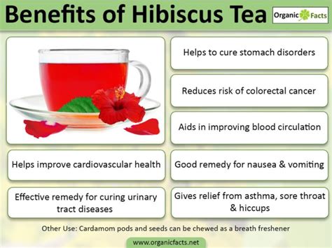 Hardy hibiscus benefits from warm temperatures for bud growth. rainbowdiary: Hibiscus Tea And Health Benefits