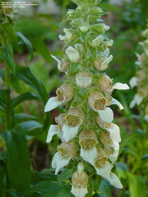 Lo más importante de lanata sin filtro, el programa que conduce jorge lanata en radio mitre. PlantFiles Pictures: Digitalis, Grecian Foxglove, Woolly Foxglove (Digitalis lanata) by Weezingreens