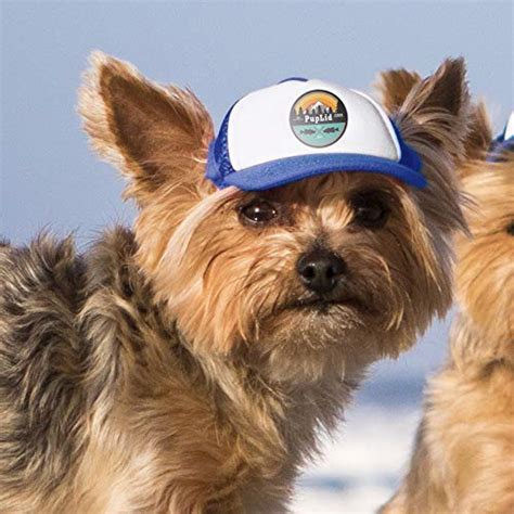 The 14 Best Dog Hats And Dog Visors For The Sunbound Pup Updated 2023