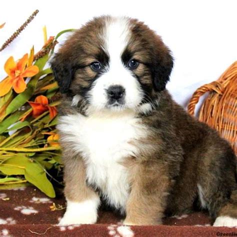 Bernese Mountain Dog Mix Puppies For Sale Greenfield Puppies