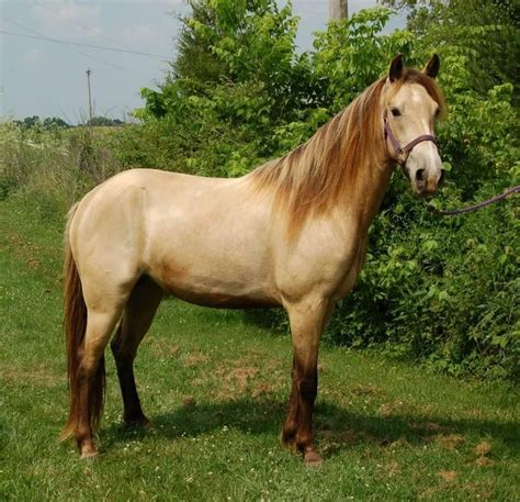 Horsefinders.com brings you thousands of horses that are for sale under one easy to use website. buckskin rocky mountain horses for sale - Google Search ...