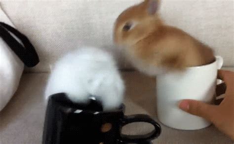 Rabbit Funny  Wiffle