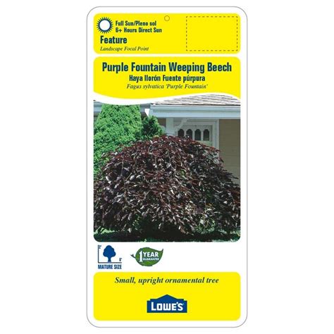 245 Gallon White Feature Tree Purple Fountain Weeping Beech In Pot