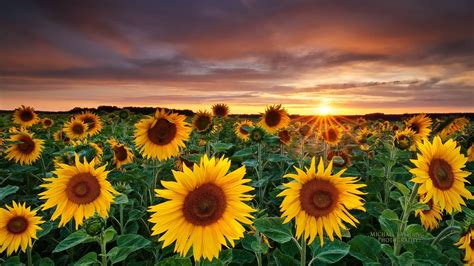 45 Most Beautiful Sunflowers Wallpapers Download At