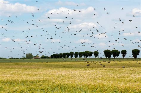 Campo De Trigos Com Corvos