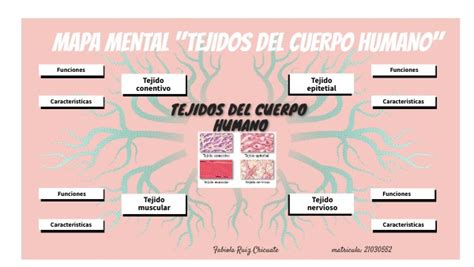 Mapa Mental Tejidos Del Cuerpo Humano The Best Porn Website