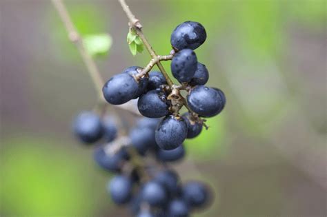Can You Grow Juniper Berries In New Zealand