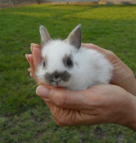 181 Best Cute Little Bunnies Images On Pinterest Baby