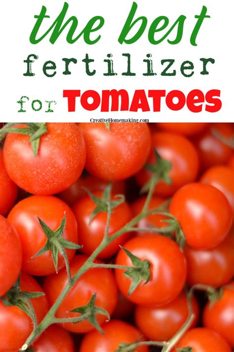 Pepper plants dropping buds is often stemmed from too much nitrogen in your soil. Best Natural Fertilizer for Tomatoes - Creative Homemaking | Tomato plant food, Tomato ...