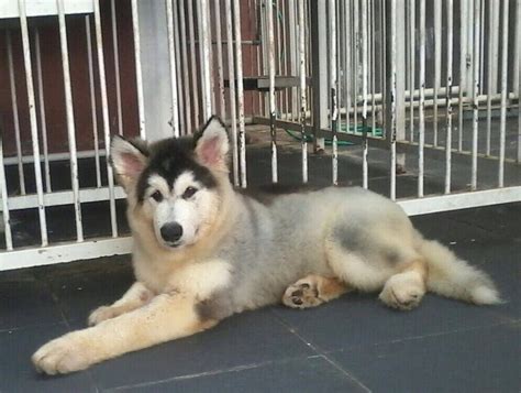  Dijual Anjing Alaskan Malamute, Jual Alaskan Malamute ...