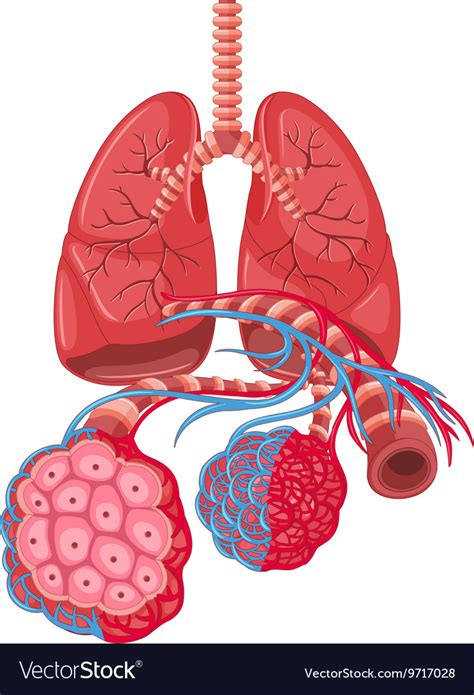 diagram showing lung cancer royalty free vector image hot sex picture