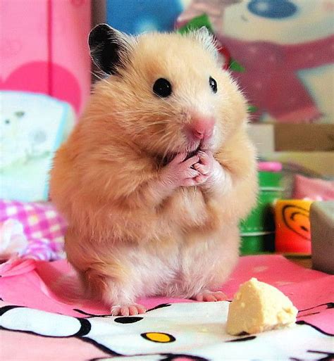 Unexpectedly Funny Things To Do With Hamsters When Youre Bored Funny