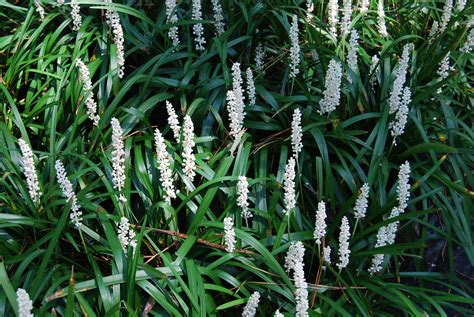 Liriope Muscari ‘monroe White Nurseries Caroliniana