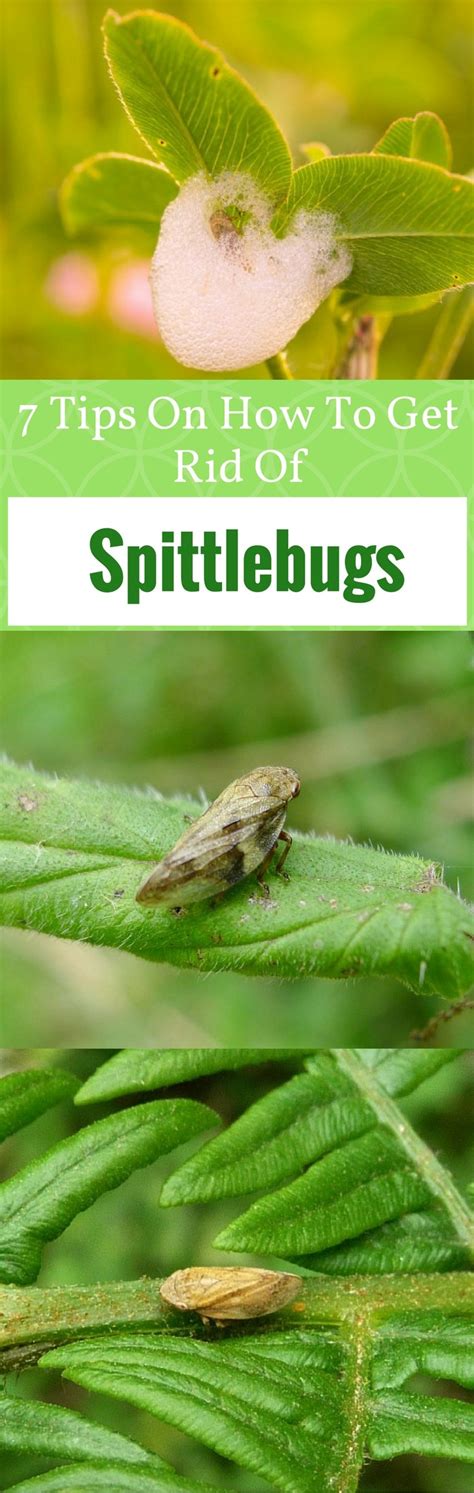 7 Tips On How To Get Rid Of Spittlebugs Organically And Naturally On Plants