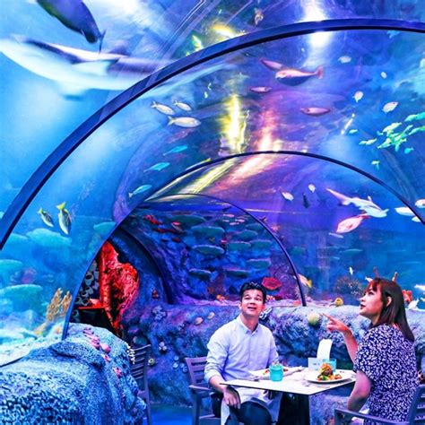 Dine Underwater Surrounded By Graceful Fish And Sharks In Sea Life