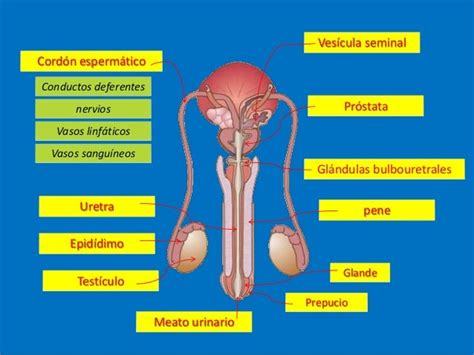 el aparato reproductor masculino sistema reproductivo