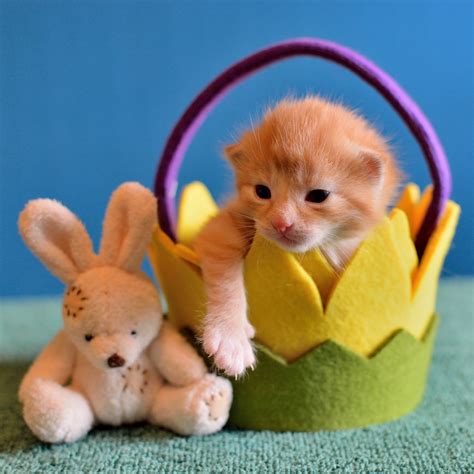 Easter Pet Safety Tips