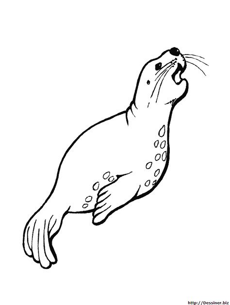 Drawing Marine Animals 22145 Animals Printable Coloring Pages