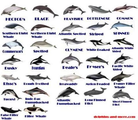 Cómo Es El Delfín Características Del Delfín