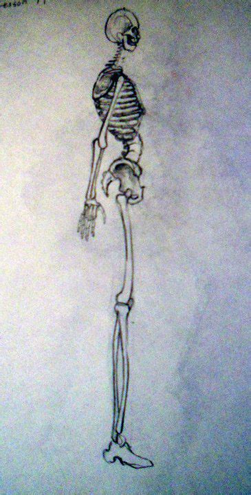 Skeletal System Sketches On Risd Portfolios
