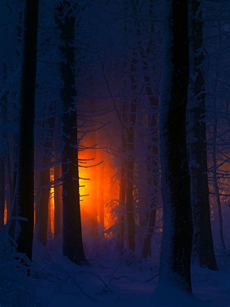 Winter Sunrise Through An Ice Covered Forest By Stephan Amm — Forest