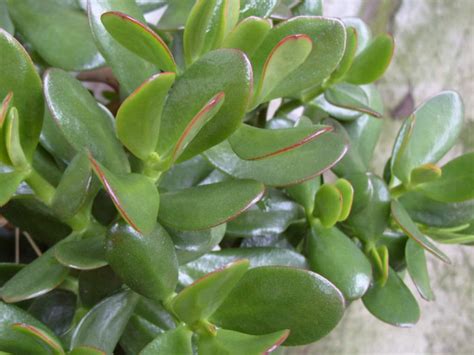 In reality, there are dozens of types of cactus that grow in a variety of growing conditions with relative ease. Jade Plant - Good Luck Symbol for Business | World of ...