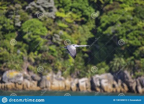 Sea Animals In New Zealand Abel Tasman Park Stock Photo