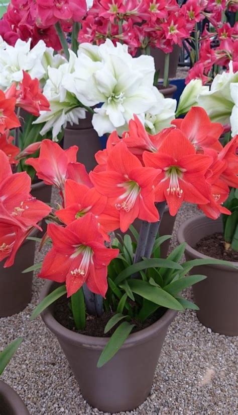Amaryllis Hippeastrum Guide Our House Plants