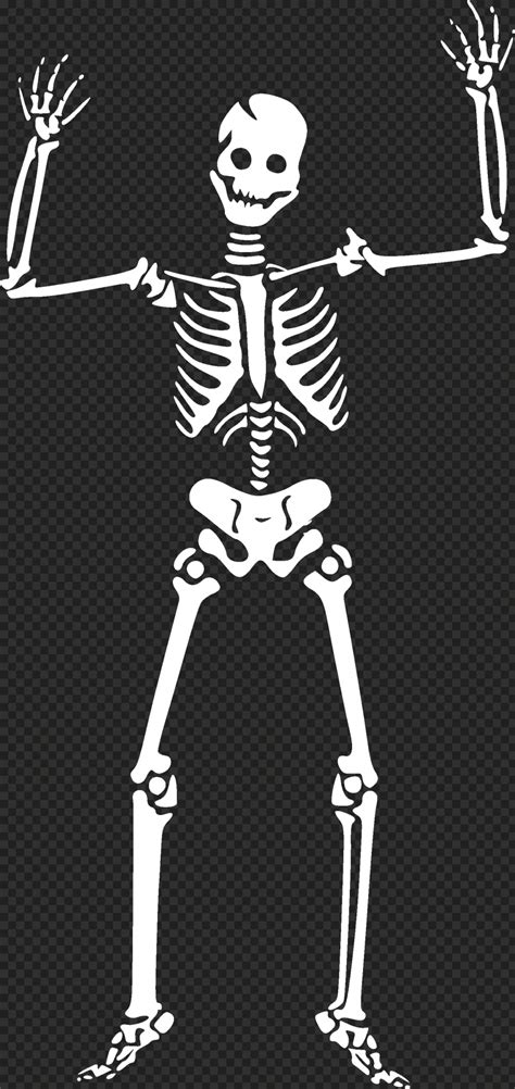 White Standing Human Skeleton Skull Silhouette Transparent Background