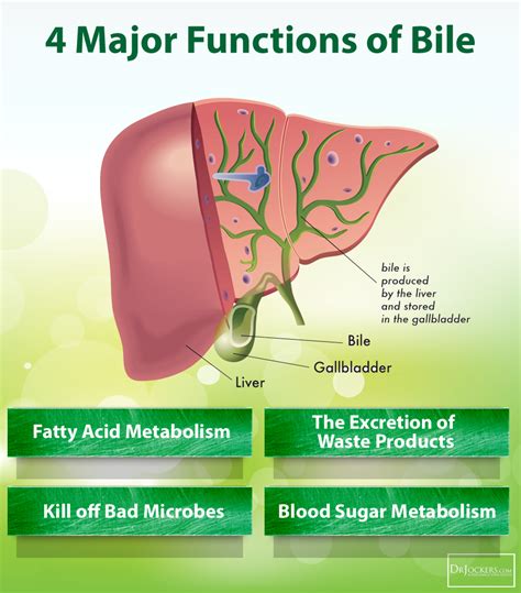 Telinga berdesing adalah di antara tanda yang dikeluarkan oleh tubuh badan apabila berlaku sumbatan tahi telinga. Hempedu: Kuruskan badan dan Detox | Vitamin Cerdik by ...