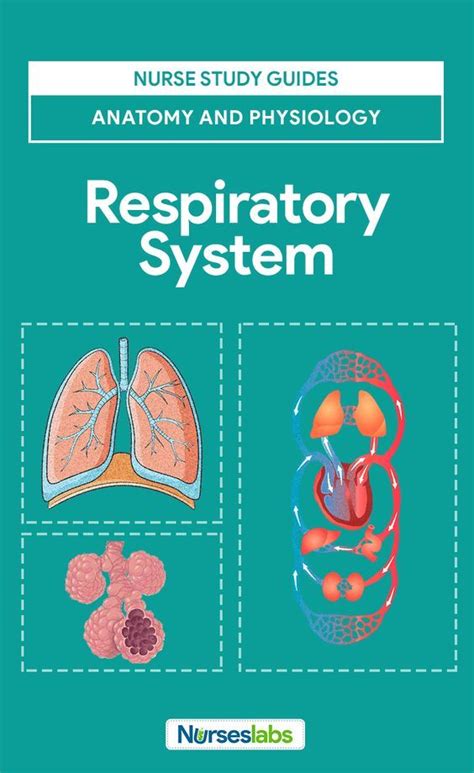 Respiratory System Anatomy And Physiology Nurseslabs Respiratory