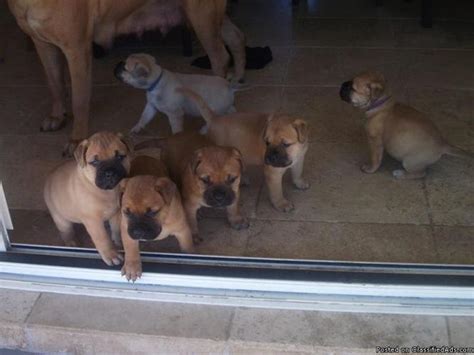 Adorable Bullmastiff Puppies For Adoption In Honolulu Hawaii