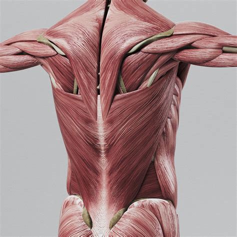 Modelo 3d Sistema Muscular Humano Y Esqueleto Anatomía Turbosquid
