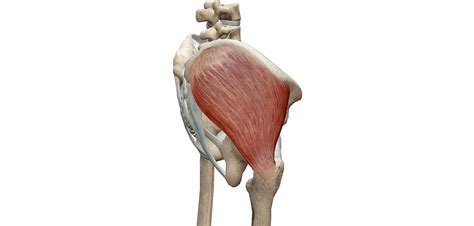 Medio Gluteo Anatomia Ed Esercizi Project Invictus