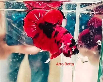 To give good things to people who love betta, we wish you happiness. Red Fancy Betta Fish For Sale - Center of betta fish for sale