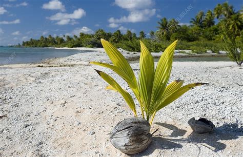 Sprouting Coconut On A Beach Stock Image C0013337 Science Photo