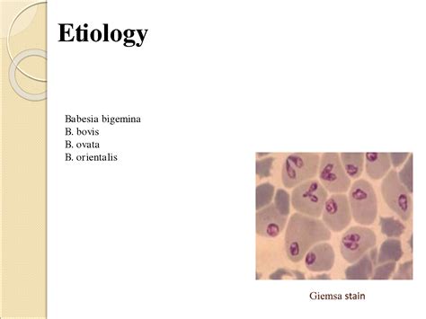 Solution Babesiosis In Cattle Studypool