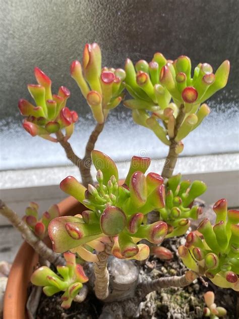 We did not find results for: Photo Of Plant Succulent Crassula Ovata ET`s Fingers Coral ...