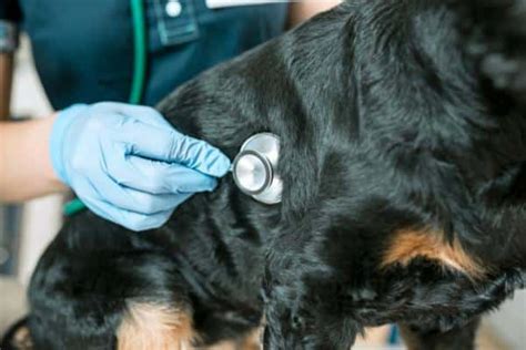 Las enfermedades caninas más mortales Vida con Mascotas