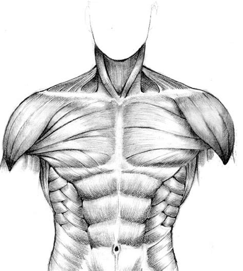 The chest muscle is a piece of a bigger gathering of pushing muscles found in the abdominal area. A 17 legjobb kép a következőről: Anatómia a Pinteresten | Keresés, Anatómia és Művészek