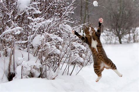 Picture Of The Day Cat Loves Snow Twistedsifter