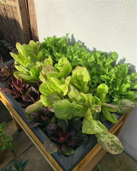 Growing Lettuce In Containers A Beginners Guide — Meadowlark Journal
