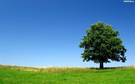 Drzewo Łąka