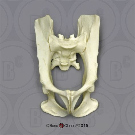 Vervet Pelvis Articulated Bone Clones Inc Osteological Reproductions