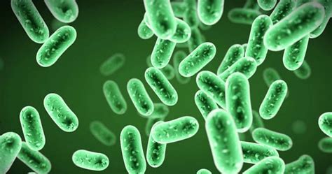Perbedaan Archaebacteria Dan Eubacteria Yang Harus Diketahui